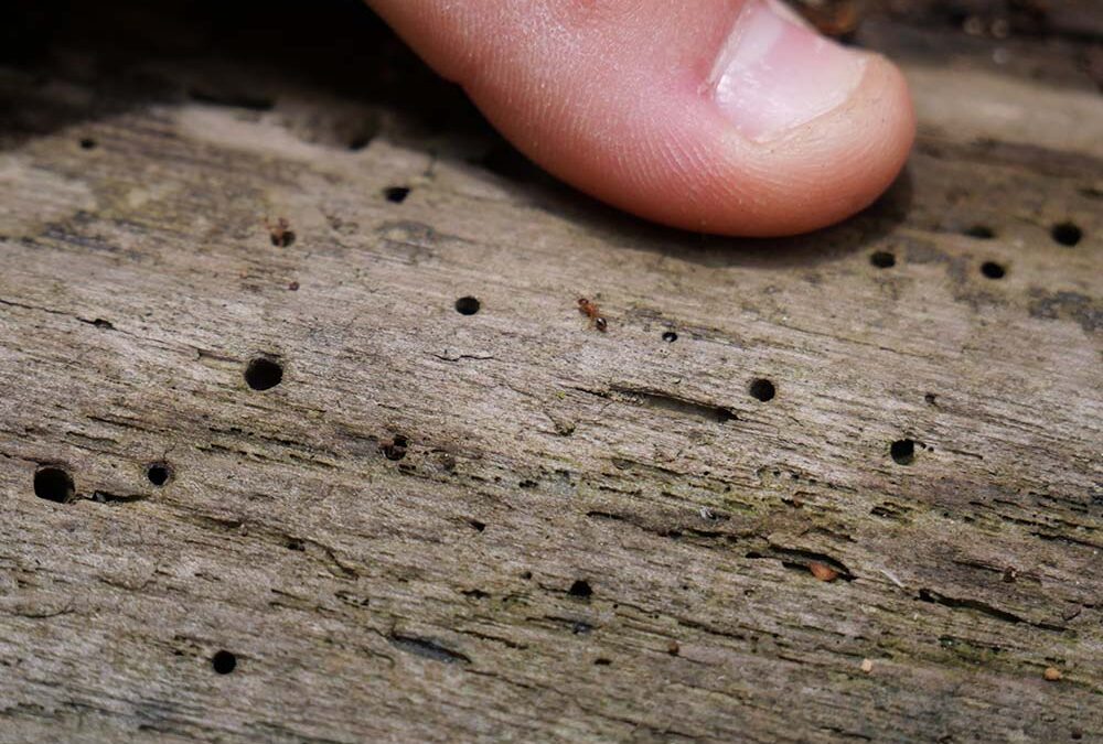 Le fascinant monde des insectes