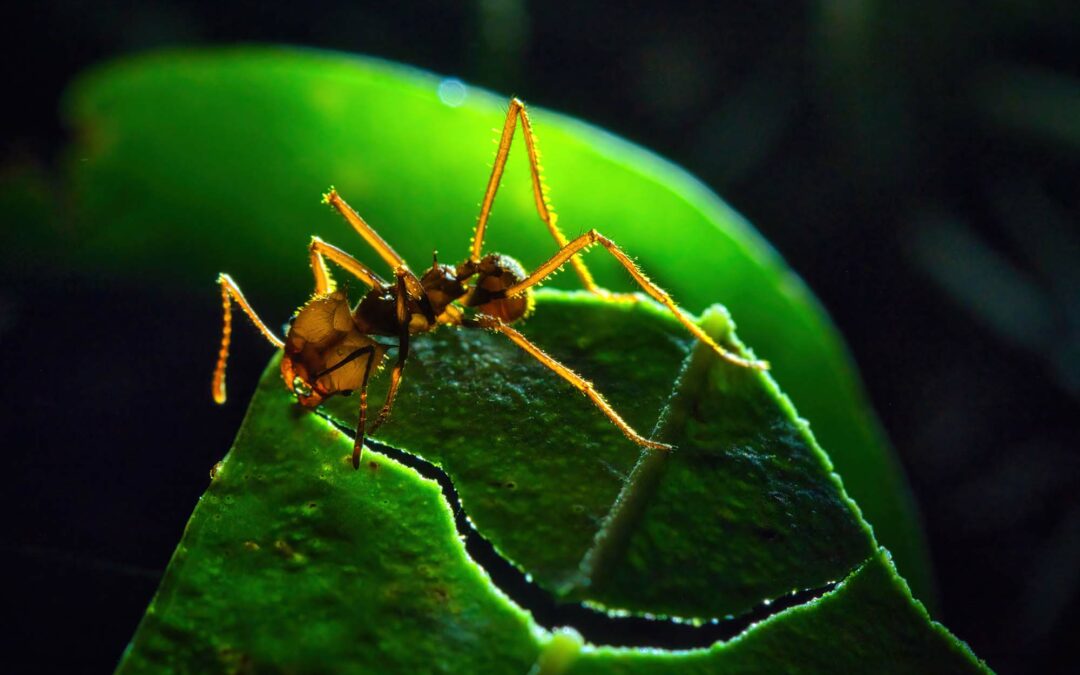 La Fourmi Coupe-Feuille