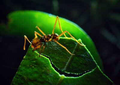 La Fourmi Coupe-Feuille