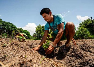 Replanter une forêt native