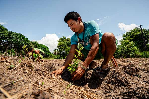 Replanter une forêt native