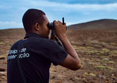 Réintroduire une alouette
