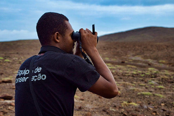 Réintroduire une alouette