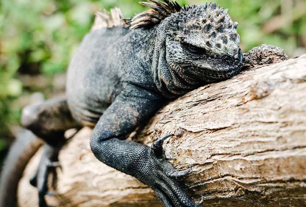 L&rsquo;Iguane marin