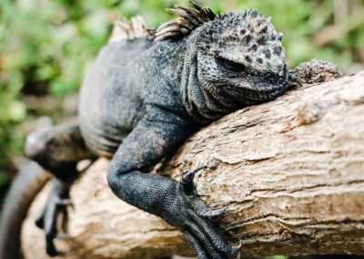 L&rsquo;Iguane marin