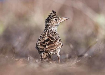 L&rsquo;Alouette de Raso