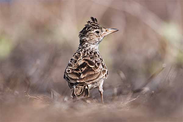 L&rsquo;Alouette de Raso