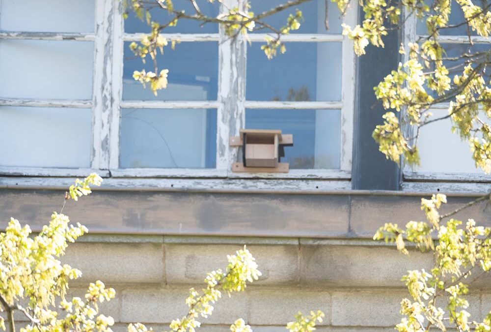 Renaturation en cours au lycée Auguste Brizeux à Quimper