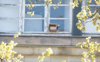 Renaturation en cours au lycée Auguste Brizeux à Quimper