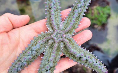 Crustacés plage de Cornouaille