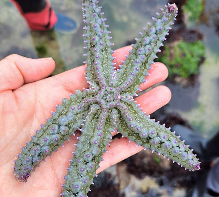Crustacés plage de Cornouaille