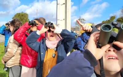 Le Héron garde-boeufs en goguette