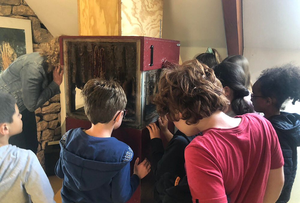 Voyage au cœur des ruches et des fourmilières