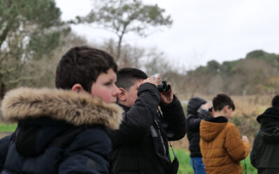 Dans l’intimité des oiseaux des marais