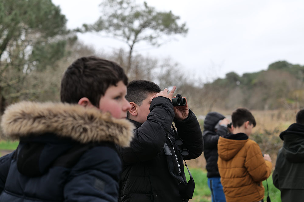 Dans l’intimité des oiseaux des marais