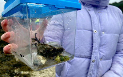 Du mollusque sur l’estran