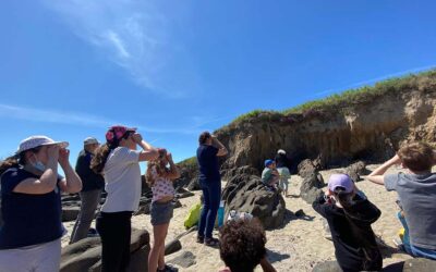 Le retour des hirondelles