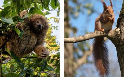 L’école du centre-ville au cœur de la forêt