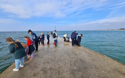 Pêche microscopique à Mousterlin